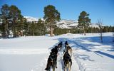 Sibirische Husky Schlittenhunde in Alta Norwegen im Winter