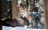 Rentier in einem verschneiten Wald in Finnland