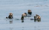Seeotter im Glacier Bay Nationalpark