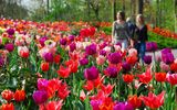 Keukenhof