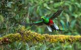 Vogel Quetzal in Ranchito de Quetzal