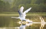 Schwan