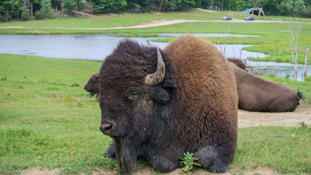 Bison im Omega-Wildpark