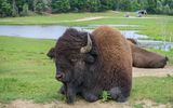 Bison im Omega-Wildpark
