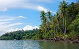 Palmen im Golfo Dulce, Costa Rica