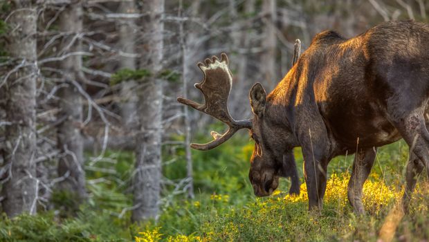 Elch im Cape Bretton Nationalpark
