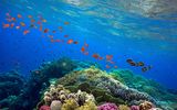 Unterwasserwelt Great Barrier Reef