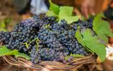 Weinernte auf Madeira